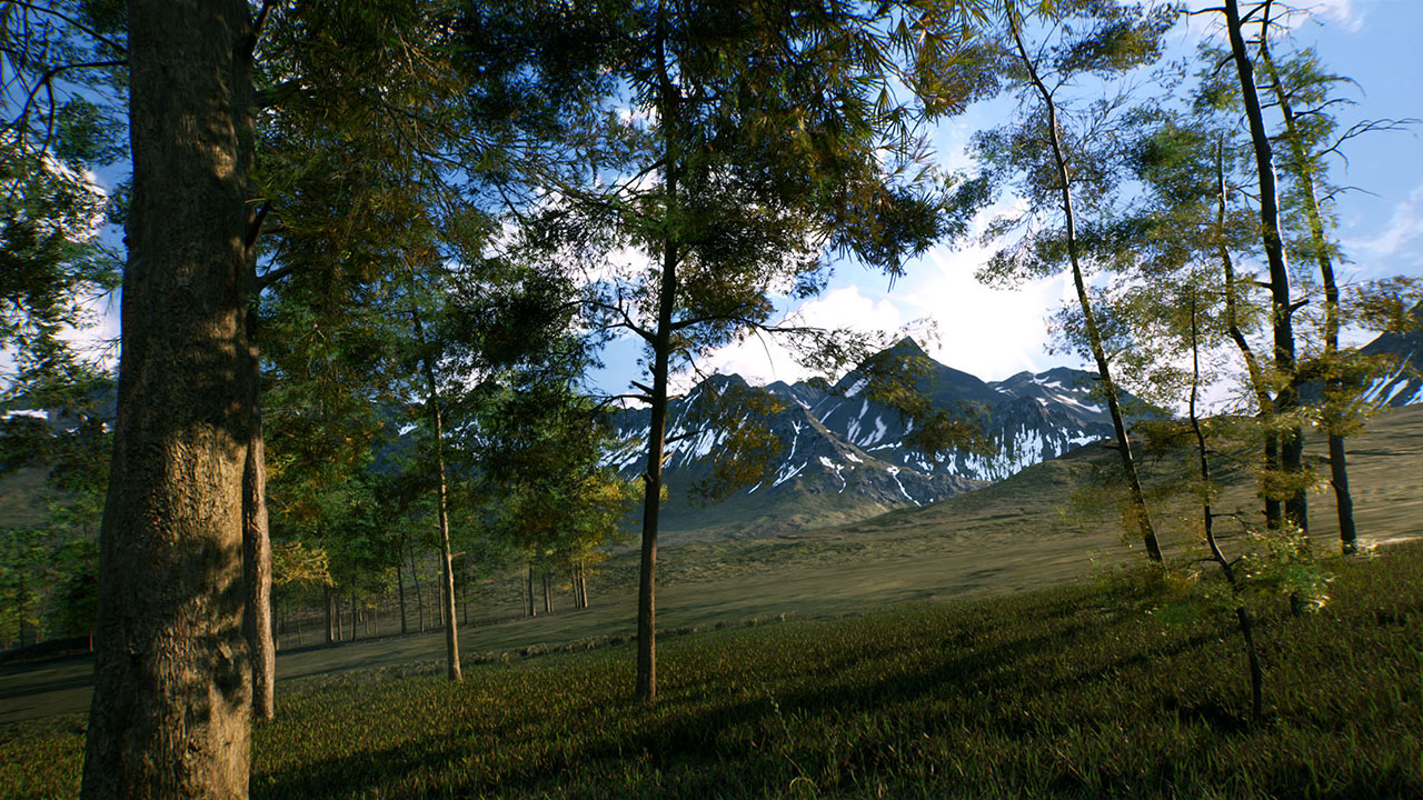 Realistic forest真实森林环境