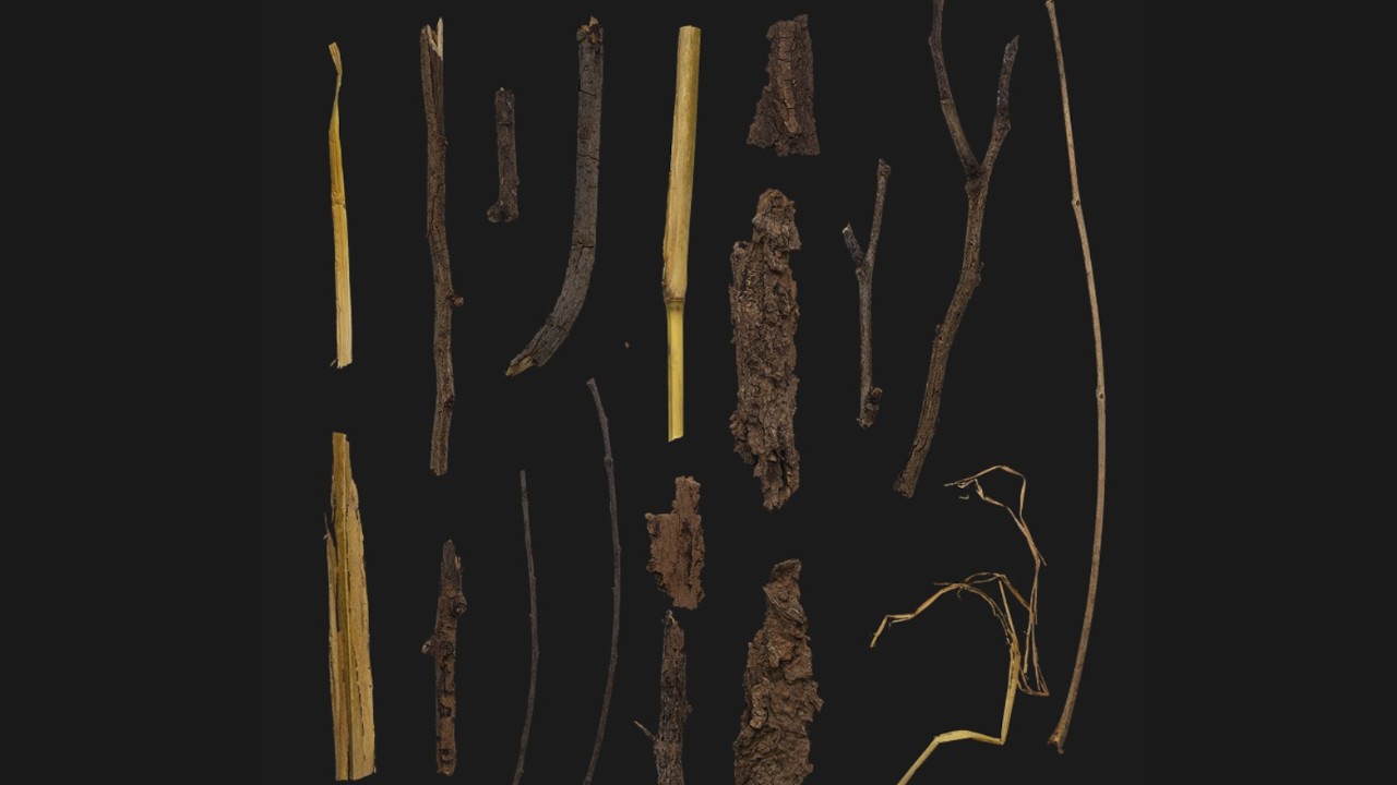 Megascans – Debris Nature Vol. 4 扫描资产：破碎树枝贴花