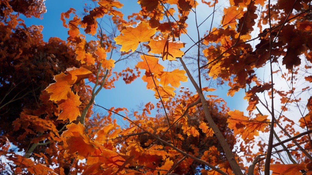 Megascans树木资产包：挪威枫树