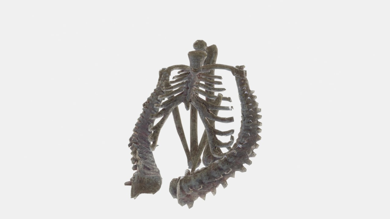 骨骼051