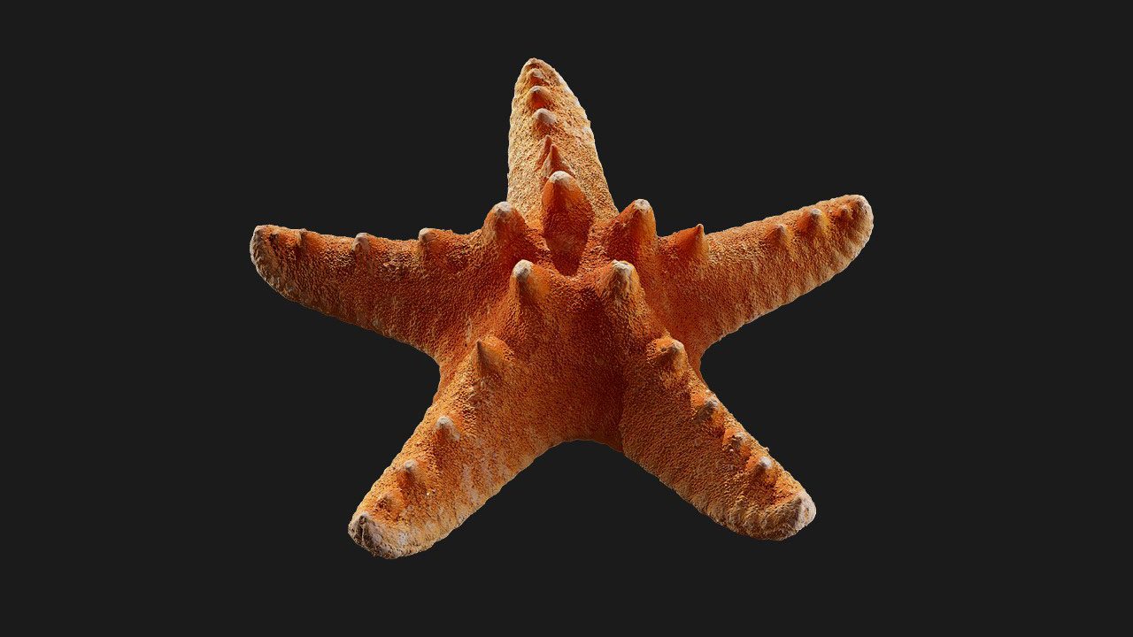 扫描资产_海星002