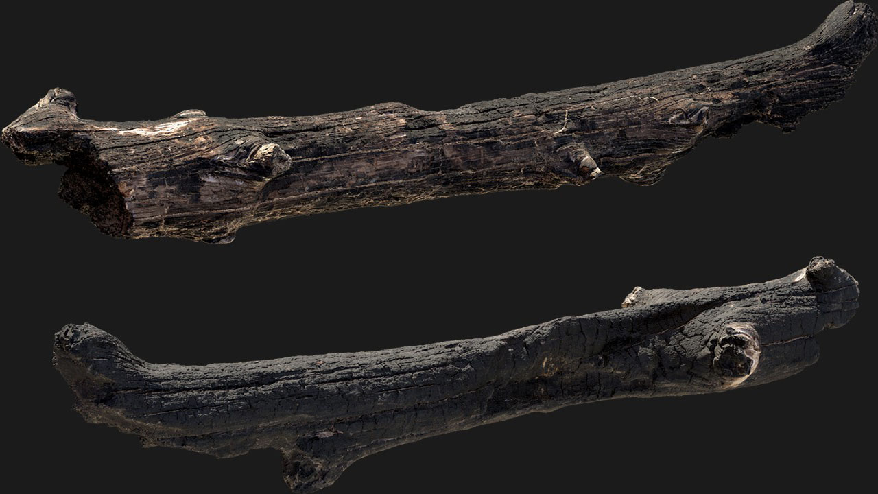 扫描资产_植物碎块053