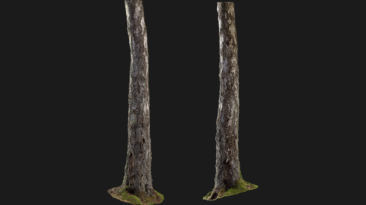 扫描资产_树干003