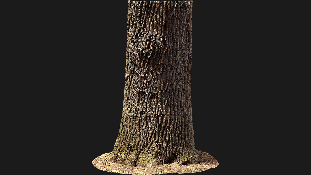 扫描资产_树干038