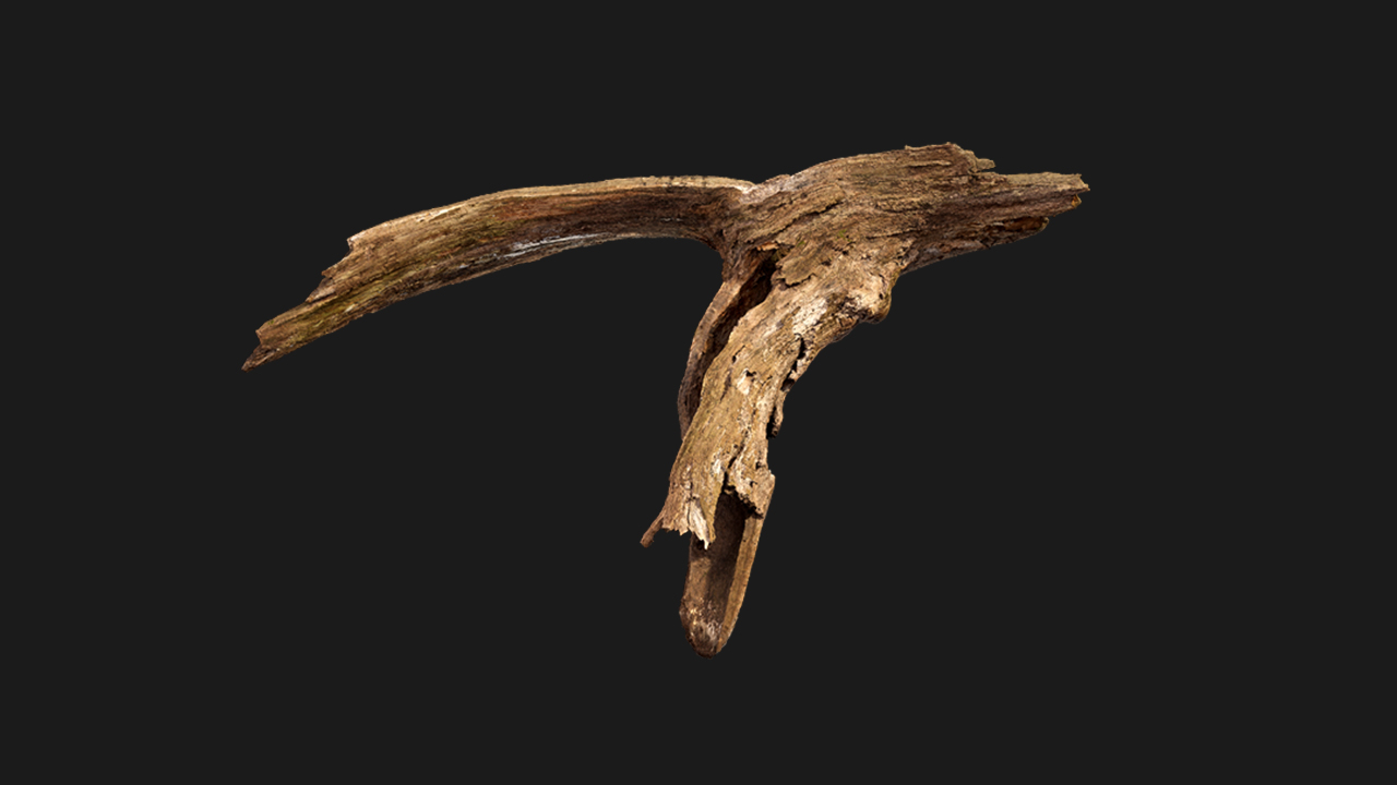 扫描资产_树枝树干018