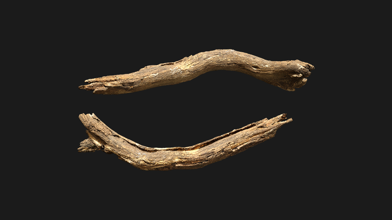 扫描资产_树枝树干022