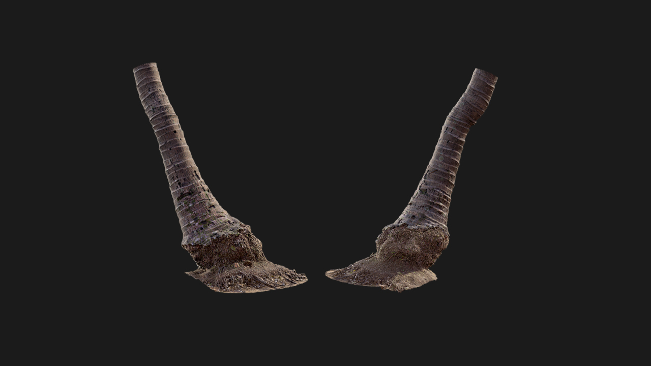 扫描资产_树干068