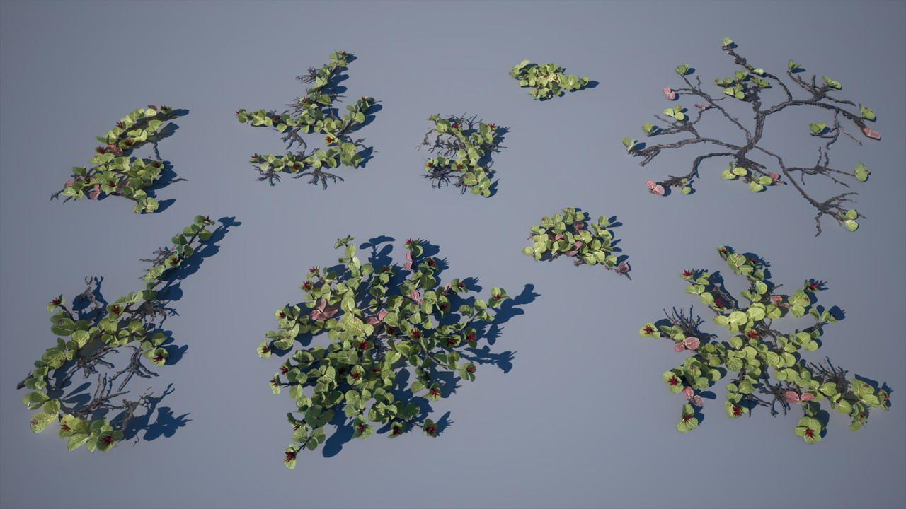 地面覆盖植物006