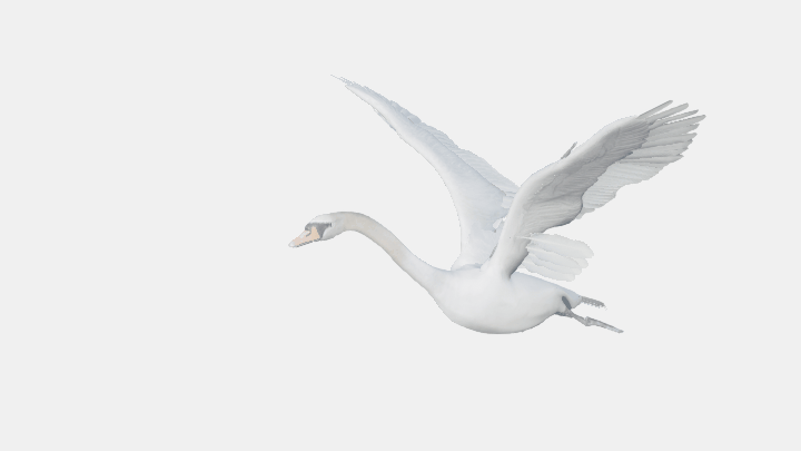 动画_天鹅001