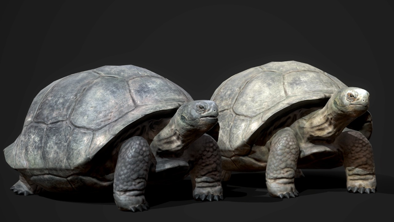 Galapagos Tortoise加拉帕戈斯陆龟