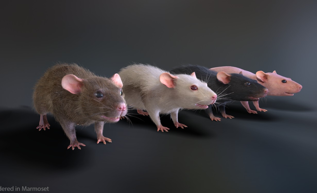 Mouse可爱的小老鼠