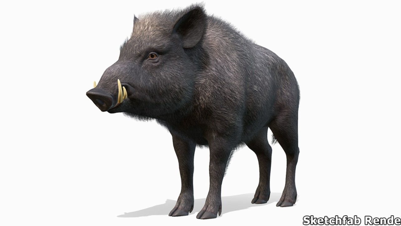 Wild Boar – Male野猪 – 雄性