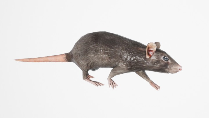 组合模型_老鼠001