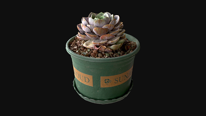 扫描资产_多肉盆栽001