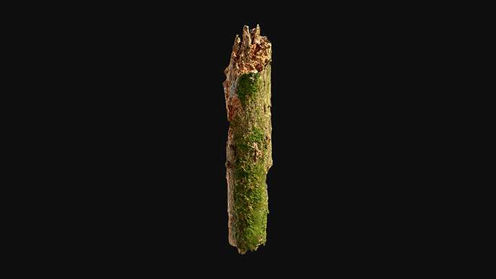 扫描资产_青苔枯木树干001