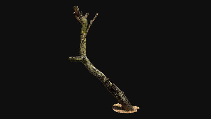 扫描资产_青苔树干008