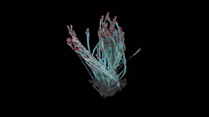 UE项目资源_植物026