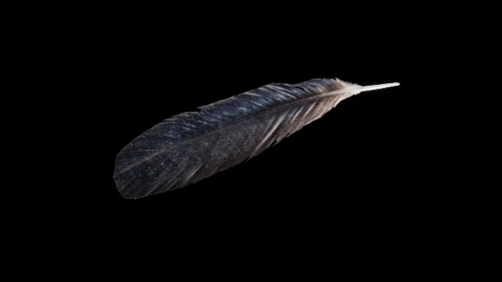 UE项目资源_羽毛004