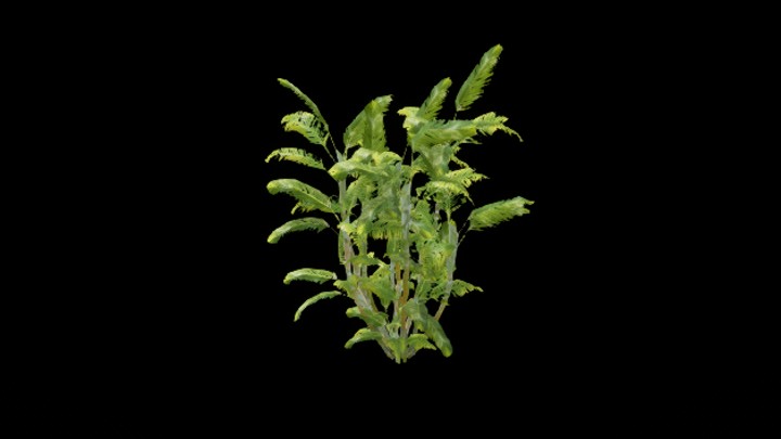 UE项目资源_植物033