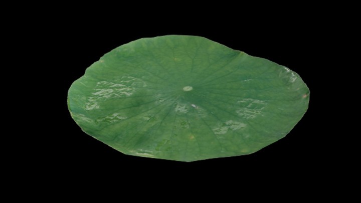 UE项目资源_荷叶001