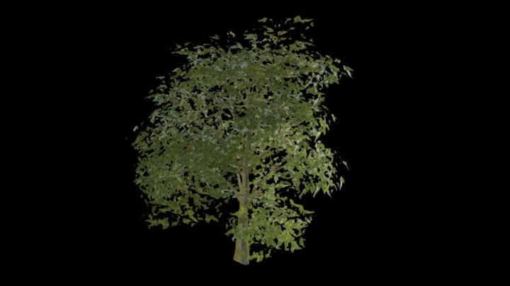 UE项目资源_树木028