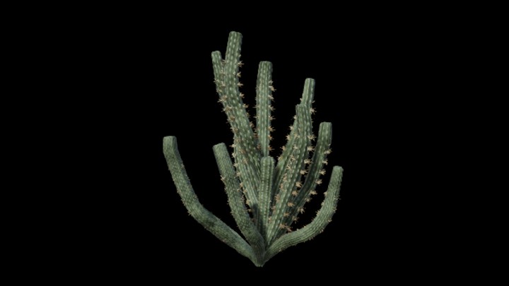 UE项目资源_植物086