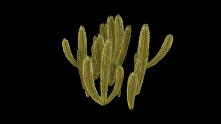 UE项目资源_仙人掌006