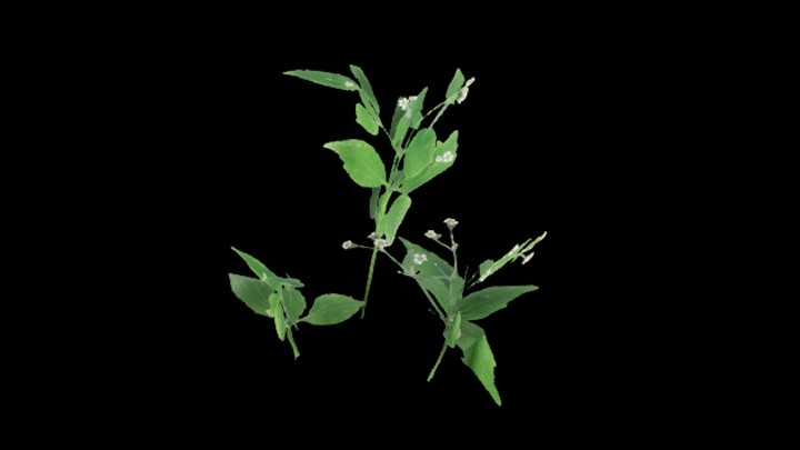 UE项目资源_草145