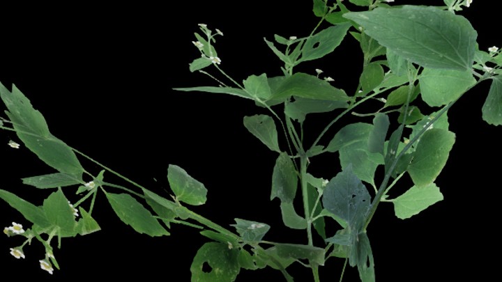 UE项目资源_草147