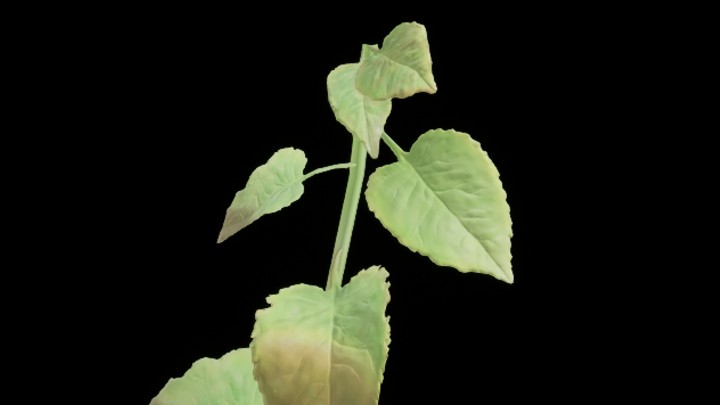 UE项目资源_草177