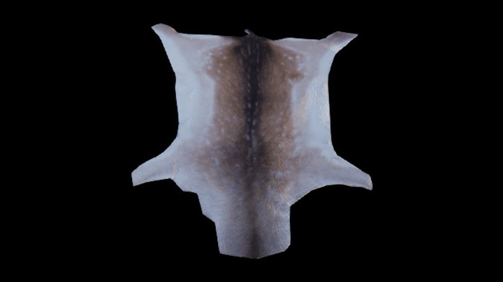 UE项目资源_鹿皮001