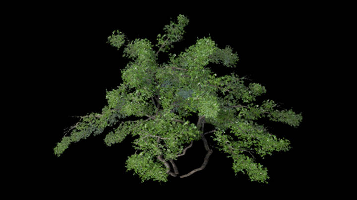 UE项目资源_植物142