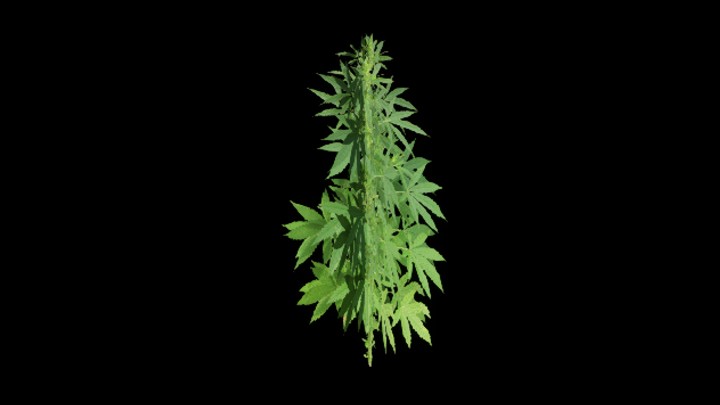 UE项目资源_草349