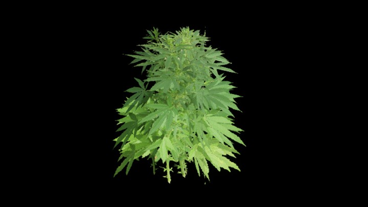 UE项目资源_草346