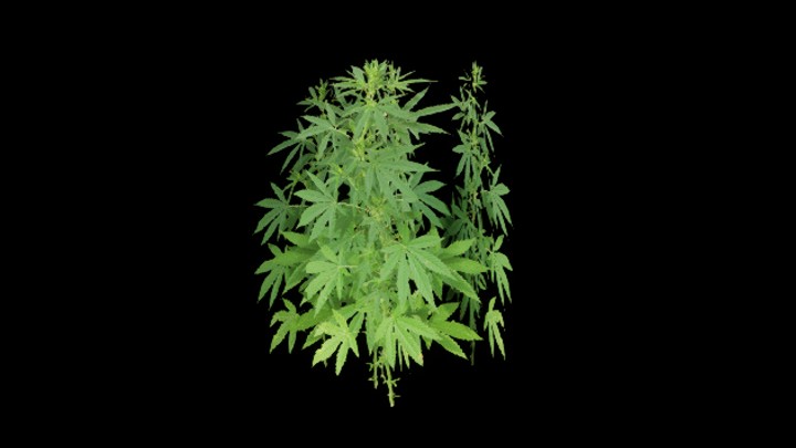 UE项目资源_草345