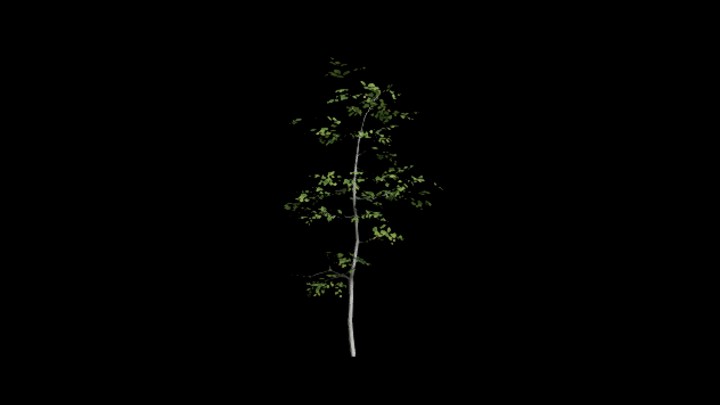 UE项目资源_树苗016