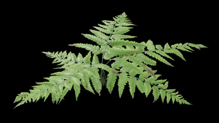 UE项目资源_草386