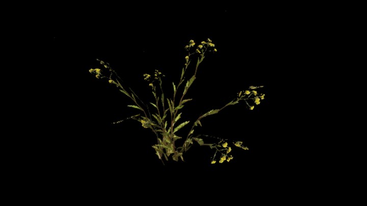 UE项目资源_花073