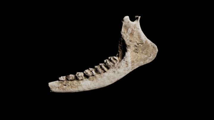 UE项目资源_骨骼009