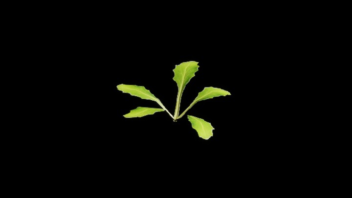 UE项目资源_植物161