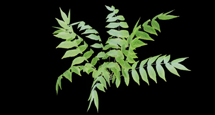 UE项目资源_植物256