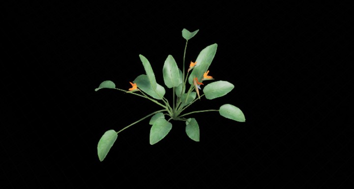 UE项目资源_植物234