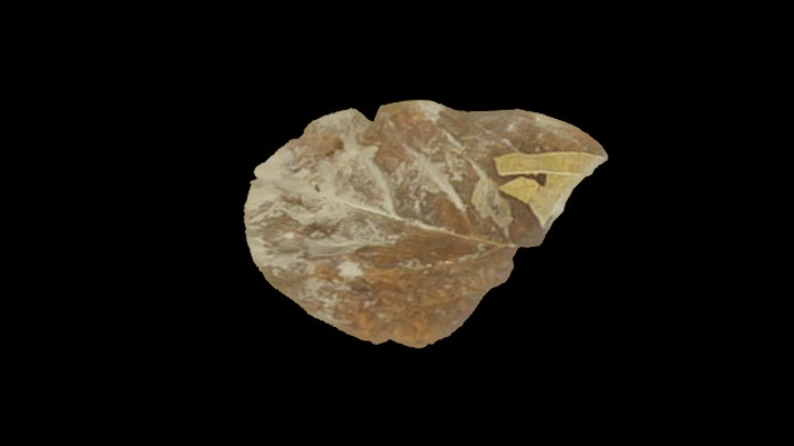 UE项目资源_叶子016