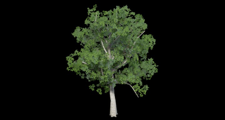 UE项目资源_树246