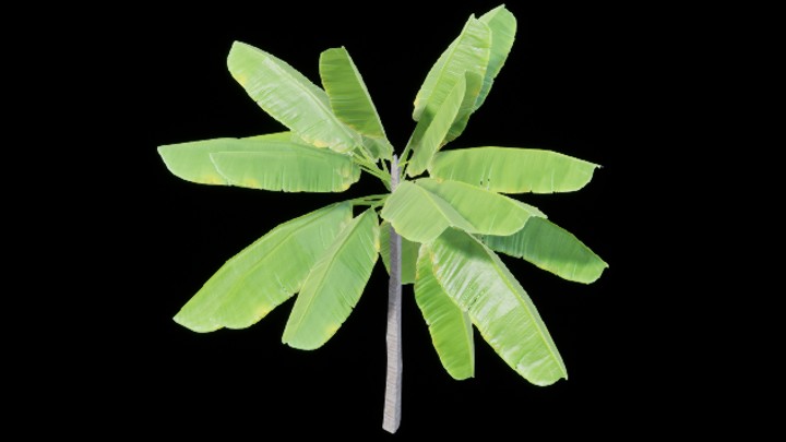 UE项目资源_植物286