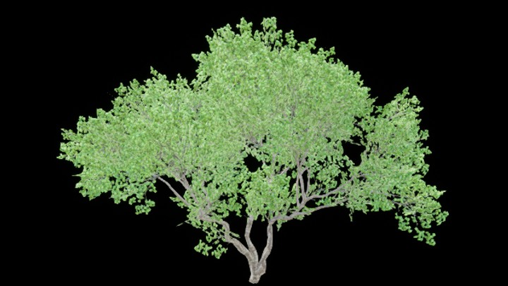 UE项目资源_植物297