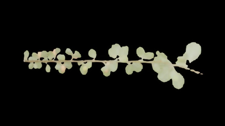 UE项目资源_植物307