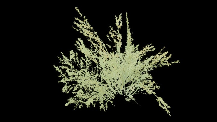 UE项目资源_植物350