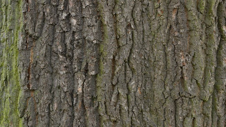 材质纹理_树皮004