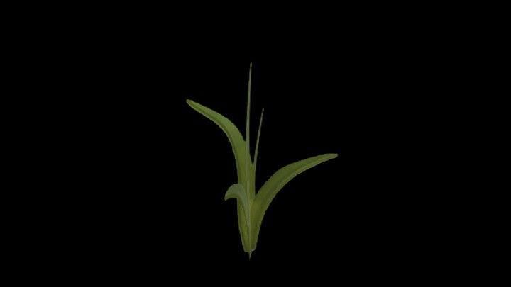 UE项目资源_模型资源_杂草002